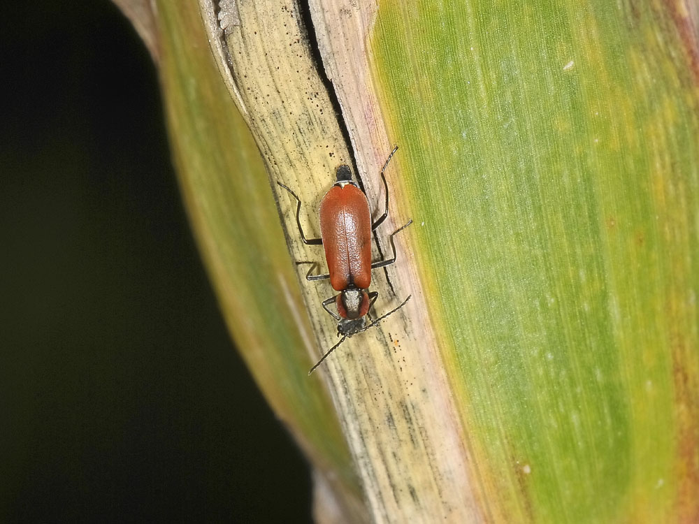 Anthocomus rufus